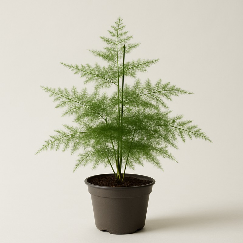 Asparagus Fern