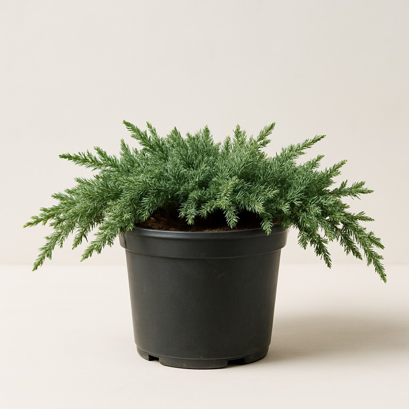 Blue Pacific Creeping Shore Juniper
