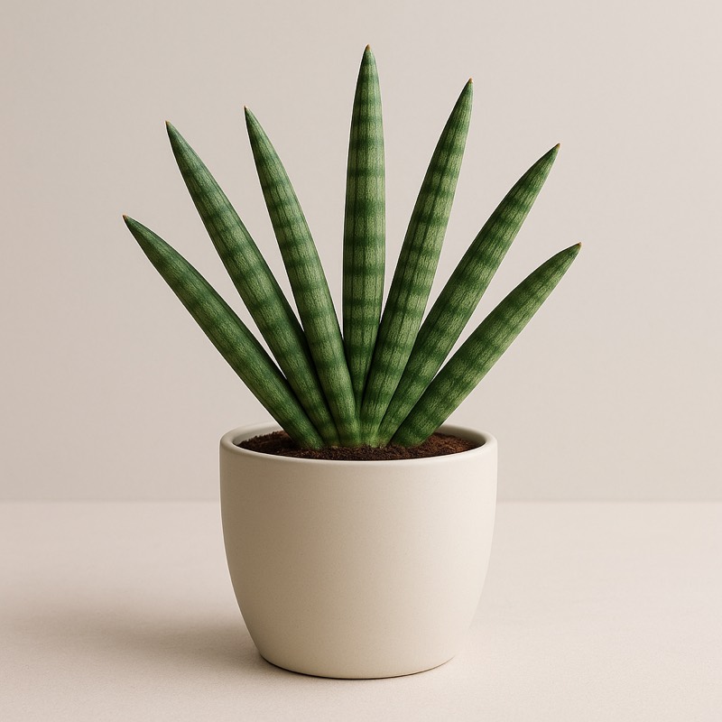 Boncel Snake Plant