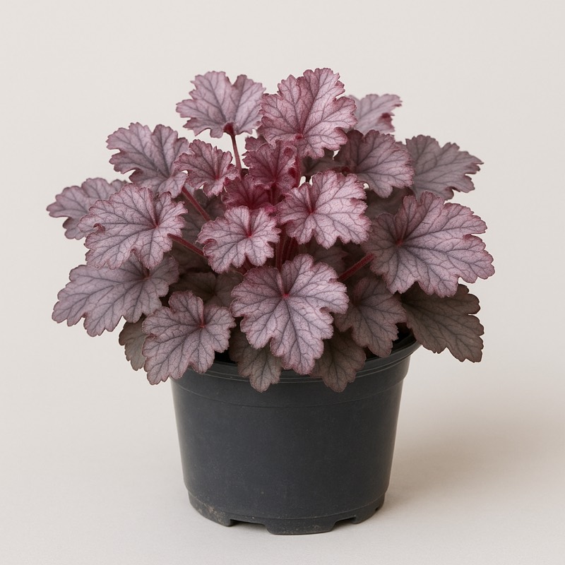 Frosted Violet Coral Bells