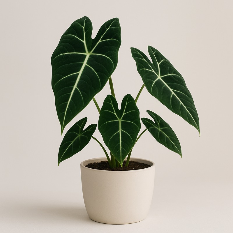 Frydek Alocasia, Green Velvet Elephant Ear