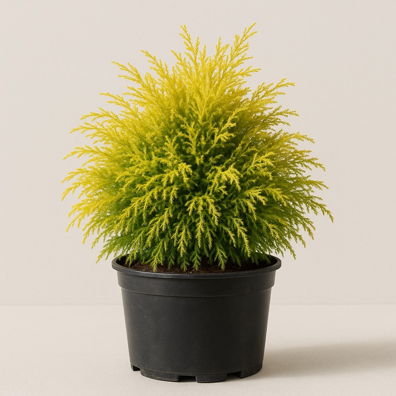 Golden Charm Threadleaf Falsecypress