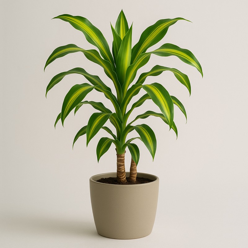 Golden Heart Dragon Tree, Cane Tree