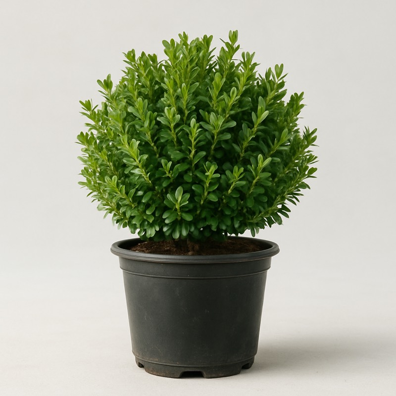 Green Velvet Hybrid Boxwood