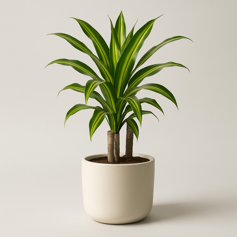 Hawaiian Sunshine Dragon Tree, Cane Tree