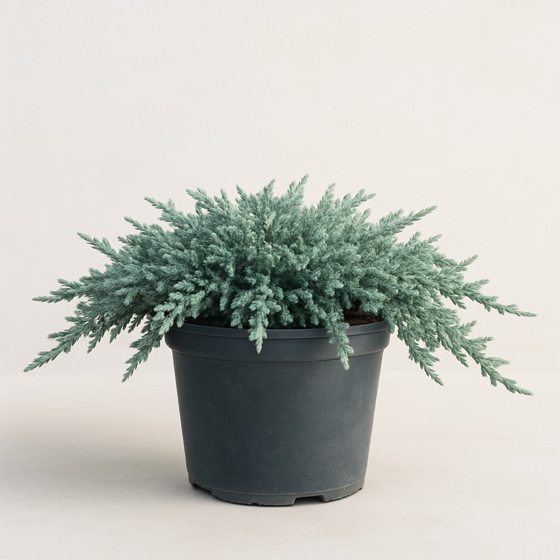 Icee Blue Creeping Juniper