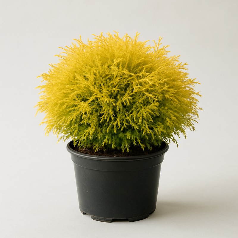 Kings Gold Threadleaf Falsecypress