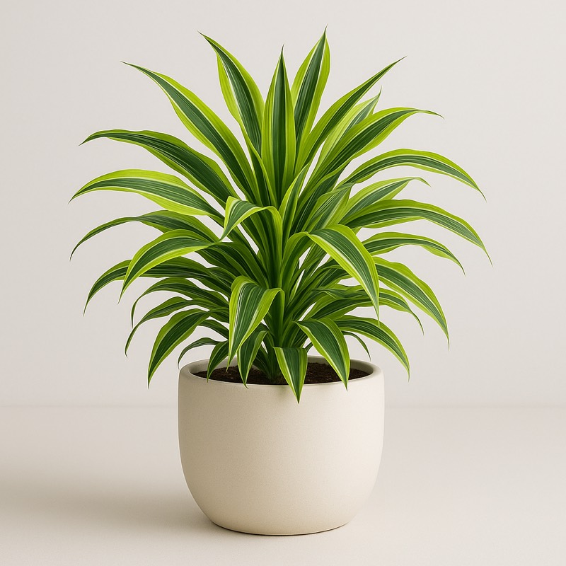 Lemon Lime Dragon Tree