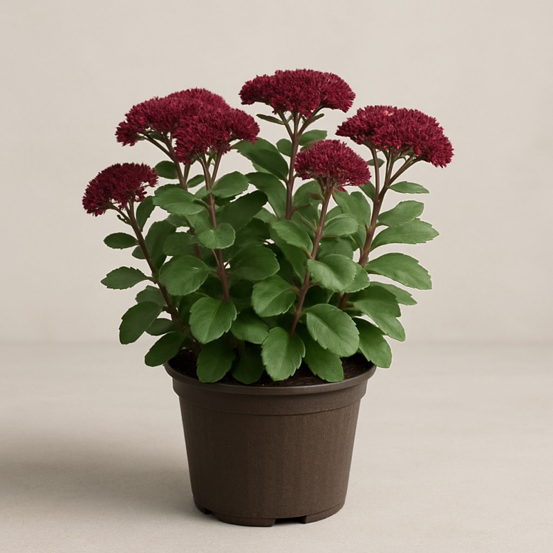 Munstead Dark Red Stonecrop