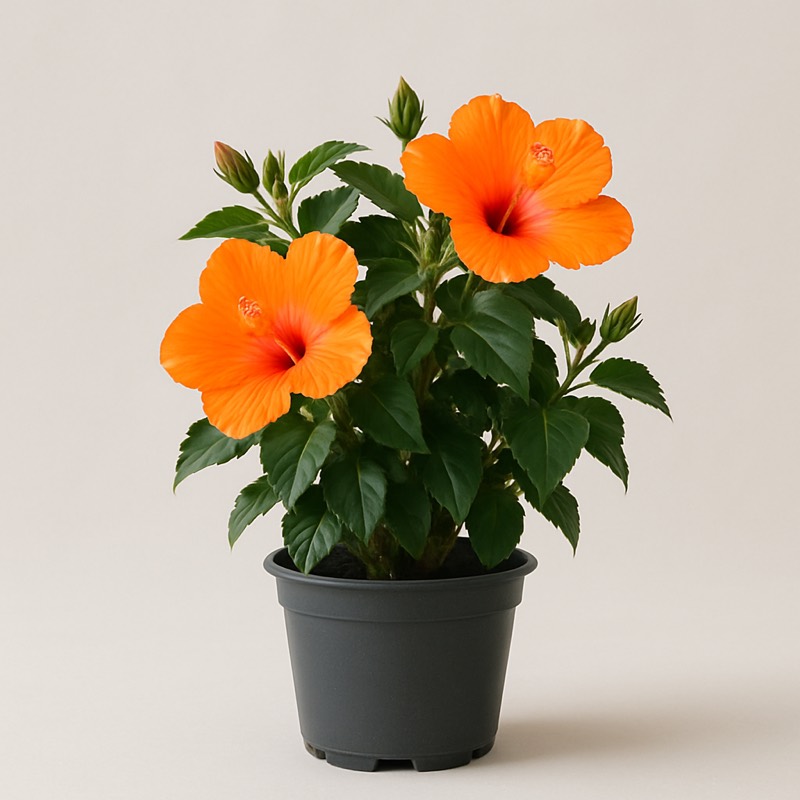 Orange Hibiscus