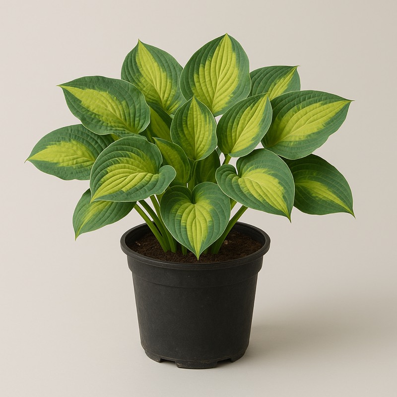 Pauls Glory Plantain Lily