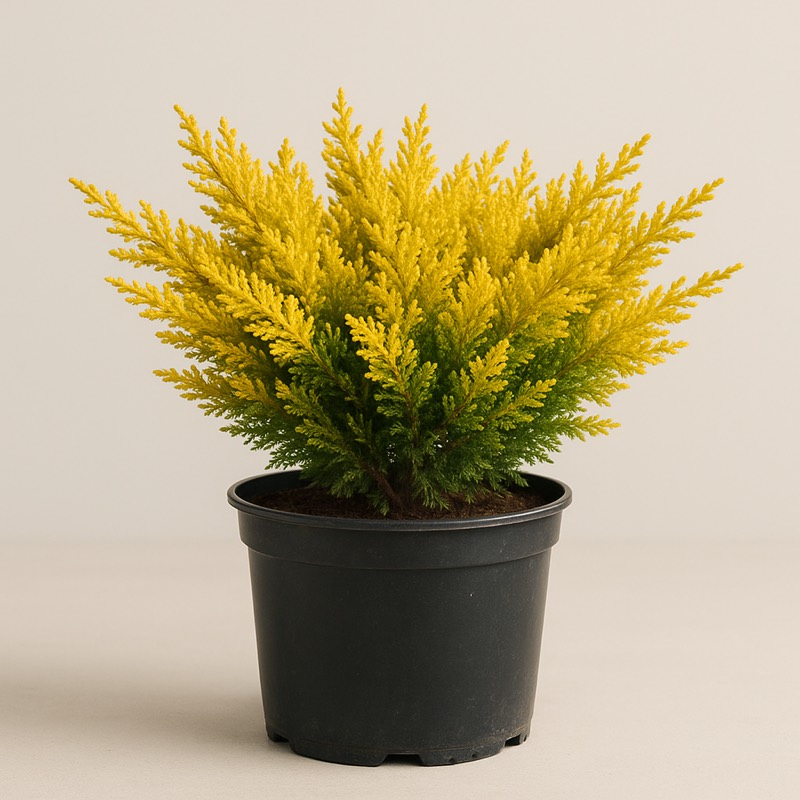 Sea Of Gold Juniper