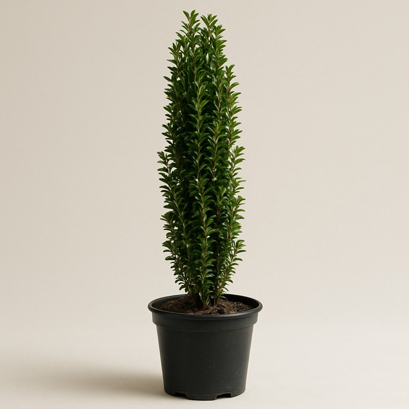 Sky Pencil Japanese Holly