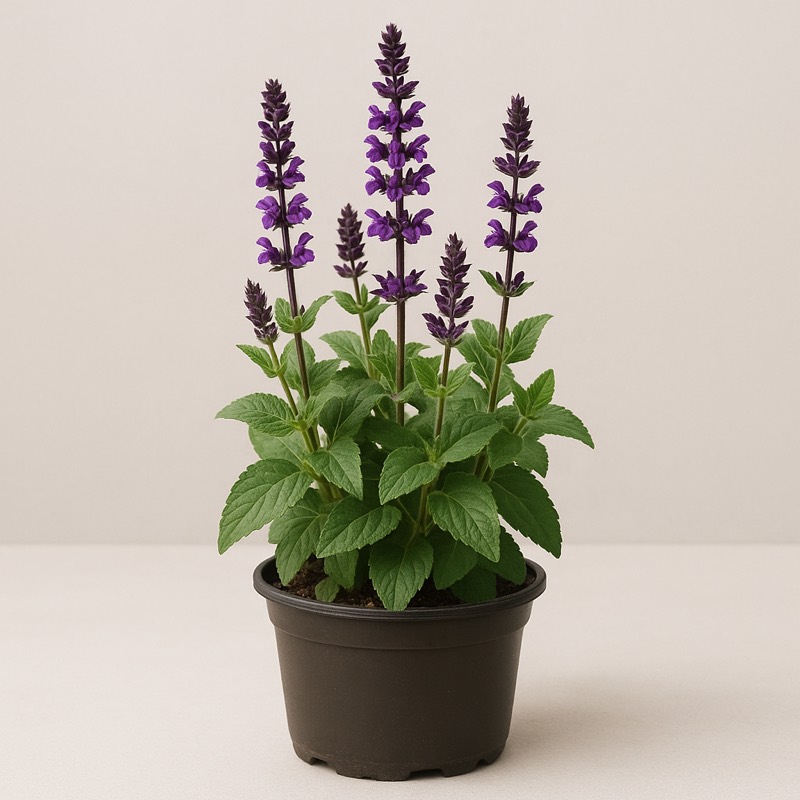Splendor Deep Purple Sage