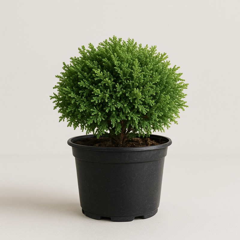 Squarrosa Minima Miniature Moss Falsecypress