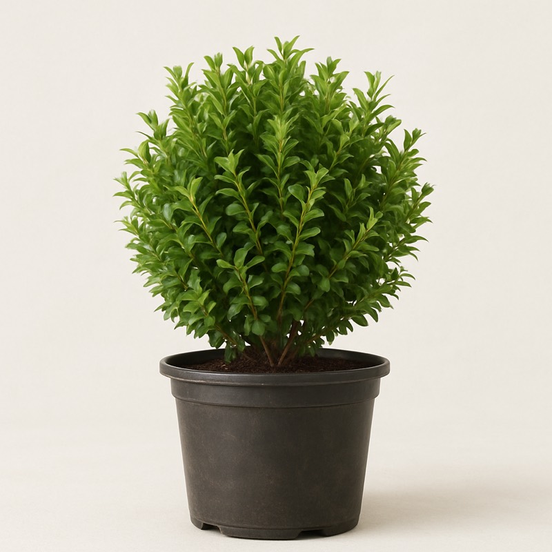 Wintergreen Korean Boxwood